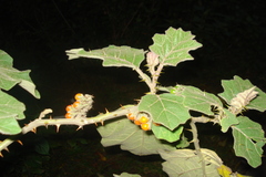 Solanum violaceum subsp. multiflorum